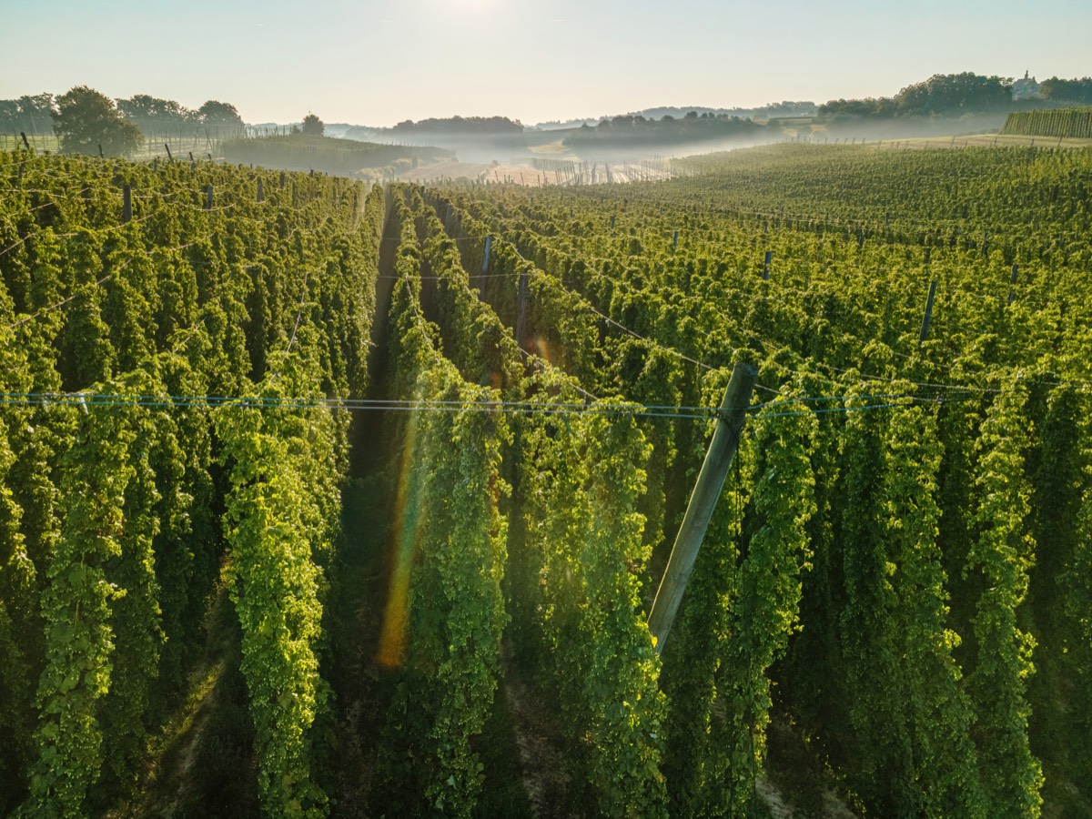 Hopfenfeld im Morgenlicht